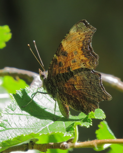Hoary Comma