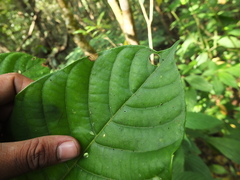 Meliosma simplicifolia simplicifolia