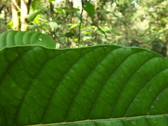 Meliosma simplicifolia simplicifolia