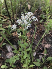 Sericocarpus asteroides