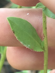 Sericocarpus asteroides