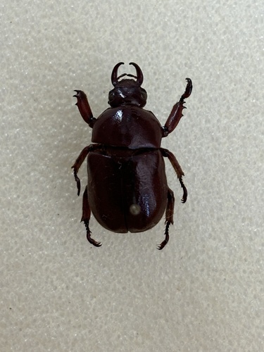 Didrepanephorus mizunumai