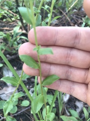 Sericocarpus asteroides