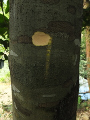 Meliosma simplicifolia simplicifolia