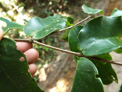 Memecylon randeriana