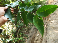 Memecylon randeriana