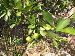 Garcinia oblongifolia