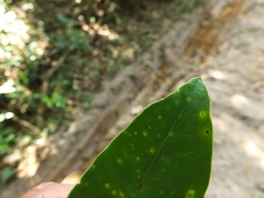 Memecylon randeriana