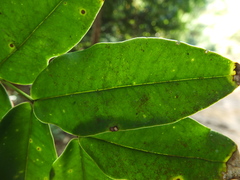 Memecylon randeriana