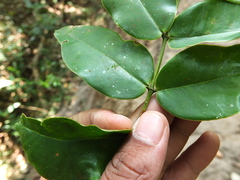 Memecylon randeriana