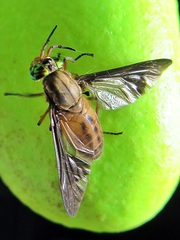 Chrysops moechus