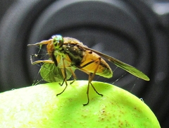 Chrysops moechus