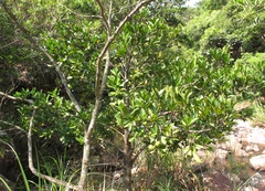 Garcinia oblongifolia