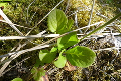 Pyrola asarifolia