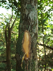 Memecylon randeriana