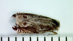 Ancylis comptana