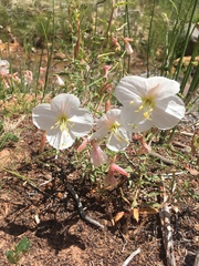 Oenothera albicaulis