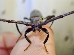 Xystrocera virescens