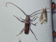 Xystrocera virescens