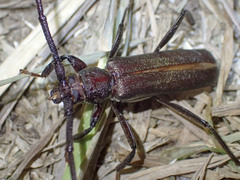 Xystrocera virescens