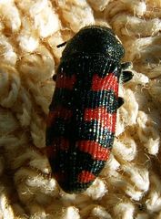 Acmaeodera quadrizonata