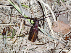 Xystrocera virescens