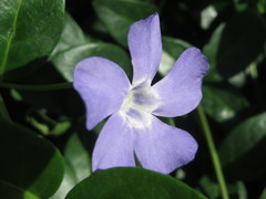Vinca minor