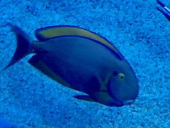 Acanthurus bariene