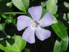 Vinca minor