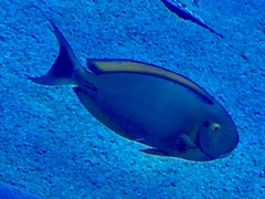 Acanthurus bariene