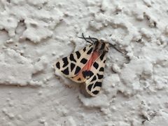 Apantesis incorrupta