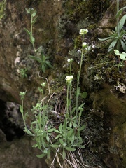 Draba cana