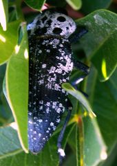 Capnodis cariosa