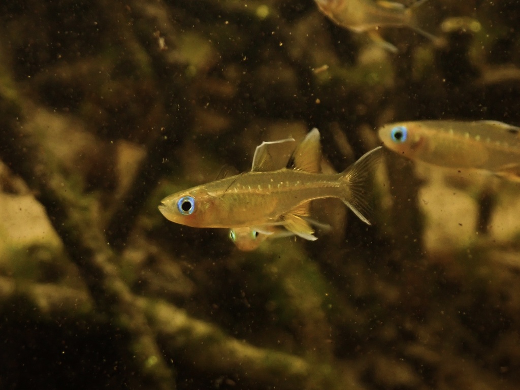 Australian Blue-Eye