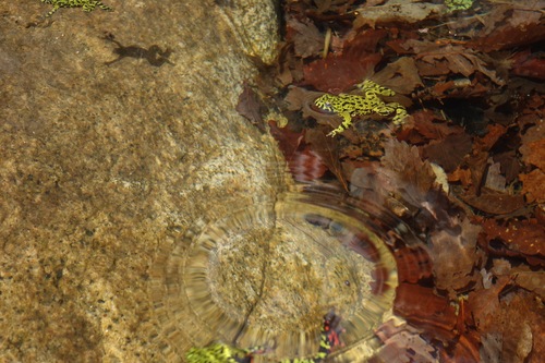 Bombina orientalis
