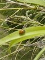 Coccinella septempunctata