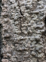 Pseudoschismatomma rufescens