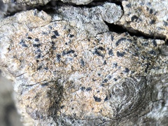 Pseudoschismatomma rufescens