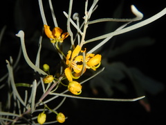 Senna phyllodinea