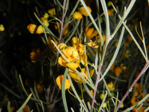 Senna phyllodinea, photograph 1