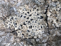 Pseudoschismatomma rufescens