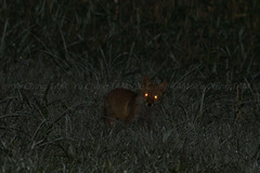 Vulpes vulpes japonica