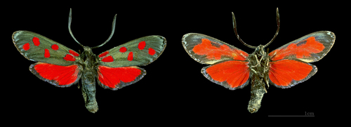 Hufeisenklee-Widderchen