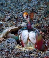 Odontodactylus latirostris