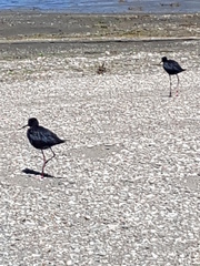 Himantopus novaezelandiae