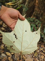 Pterospermum diversifolium