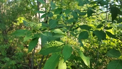Cornus obliqua