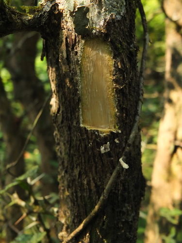 Image of Naringi crenulata by (c) Siddarth Machado, some rights reserved (CC BY)