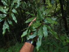 Neolitsea zeylanica