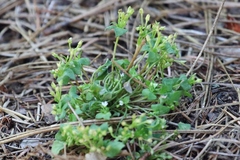 Claytonia rubra